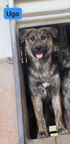 UGO Cucciolo di mamma husky in adozione - Foto 4