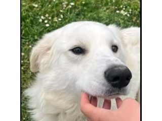 GERICO UNA MERAVIGLIA IN GABBIA, CANE IN ADOZIONE