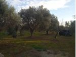 terreno ulivi