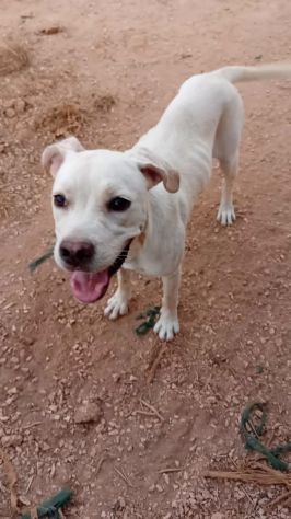 GRETA, 10 MESI (01/12/25), TROVATA AD ELEMOSINARE CIBO E COCCOLE - Foto 6