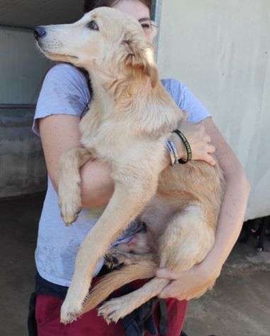 CUCCIOLO IN ADOZIONE: CECCO - Foto 5