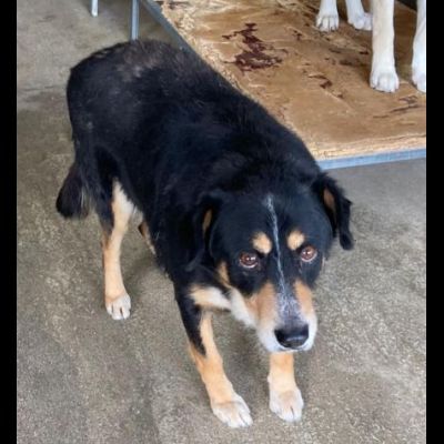 UN'OCCASIONE ANCHE PER GATSBY CAGNOLINO IN ADOZIONE - Foto 7