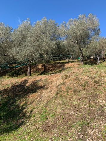 Terreno agricolo di 10.000 mq c,a - Foto 10