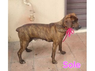 SOLE