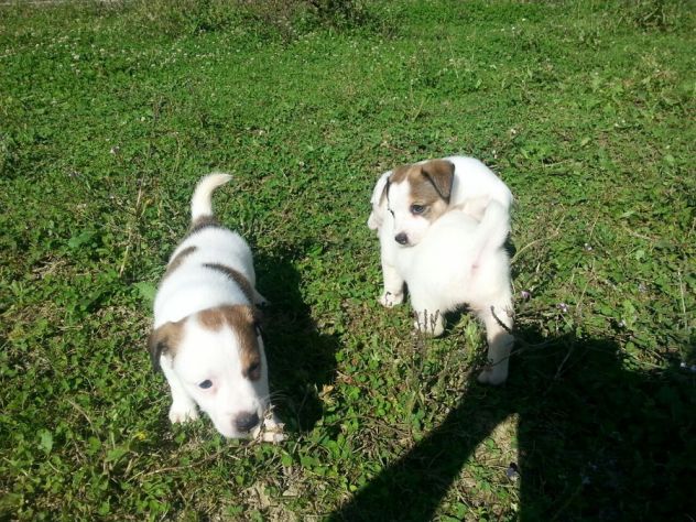 Cuccioli Jack Russell Terrier vivacissimi - Foto 3