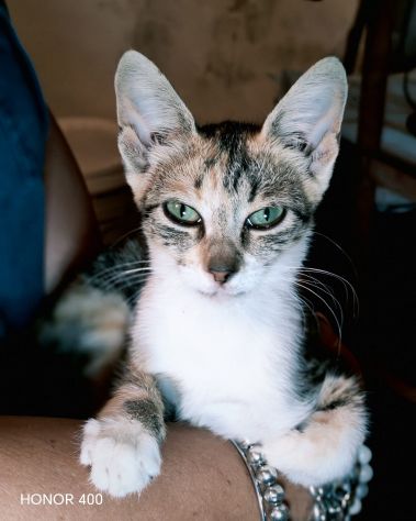 Regina, una gattina ancora da salvare... - Foto 4