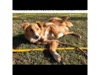 GAETANO mix border collie, meraviglioso amore, cagnolino in adozione