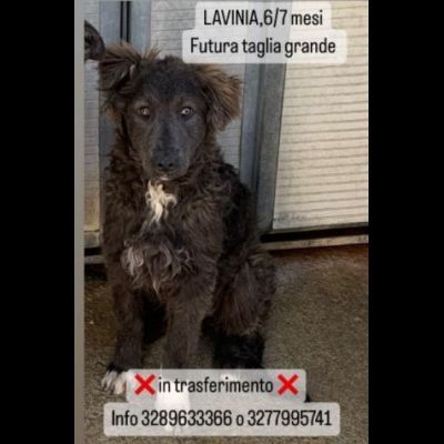 ZELDA (mamma) E LAVINIA (figlia), dolcissime CAGNOLONE IN ADOZIONE - Foto 4