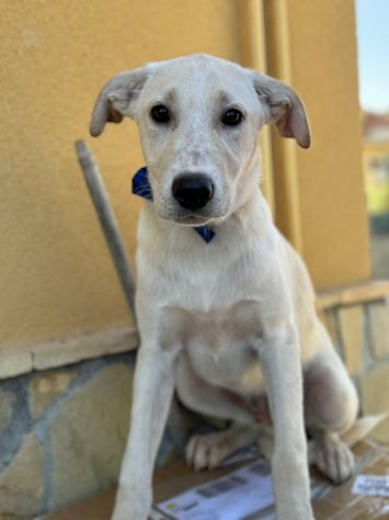 SPUGNA CUCCIOLO IN ADOZIONE - Foto 4