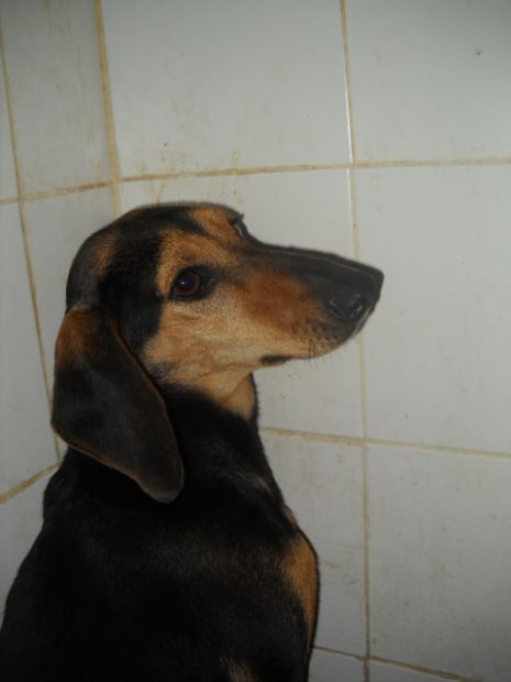 AGO, meraviglioso cucciolotto di segugio - Foto 3
