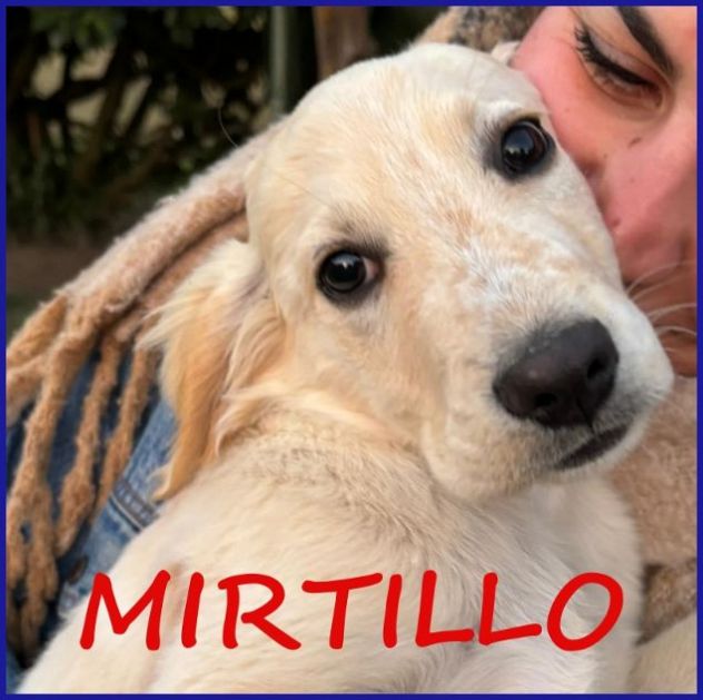 MIRTILLO cucciolo sopravvissuto!