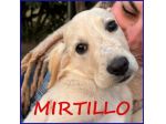 MIRTILLO cucciolo sopravvissuto!
