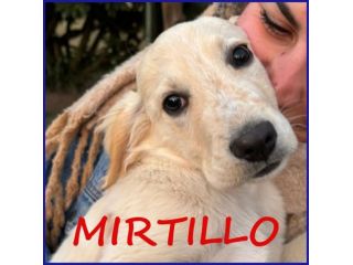 MIRTILLO cucciolo sopravvissuto!