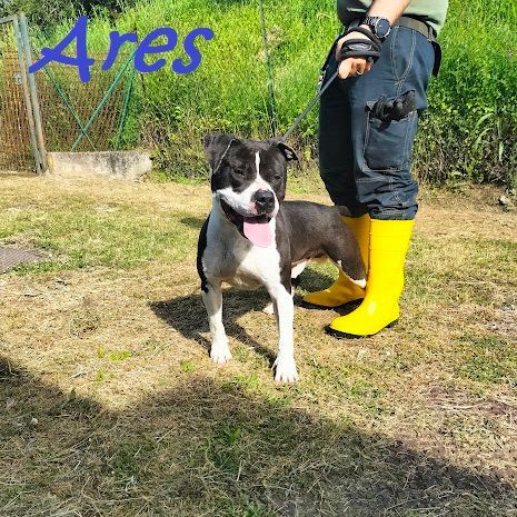 ARES 2-3anni cerca casa con persona esperta! - Foto 3