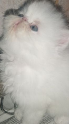 Cuccioli gatto Persiano pura razza - Foto 4