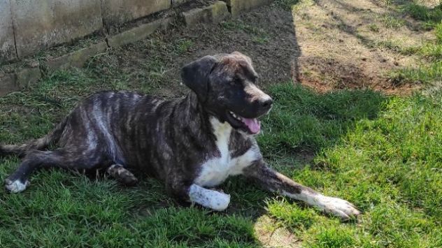 CUCCIOLI IN ADOZIONE - Foto 2
