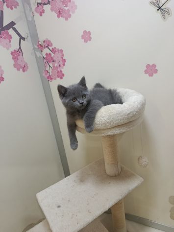 Cuccioli di gattini scottish straight - Foto 4