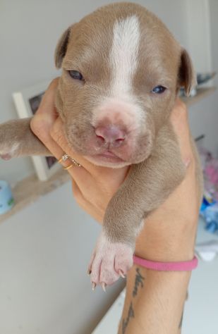 Cuccioli di Pitbull