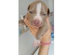 Cuccioli di Pitbull