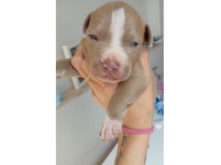 Cuccioli di Pitbull