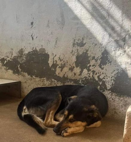 ZAPATA RASSEGNATO CANE IN ADOZIONE - Foto 2