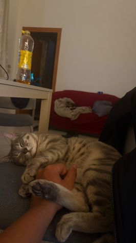 Chico e Icaro, 1 anno, gatti maschi - Foto 4