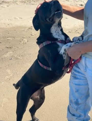 Sasha: giovane mix Amstaff. Adozione o stallo - Foto 7