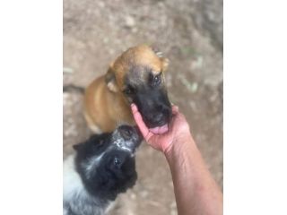 Polpetta cucciola