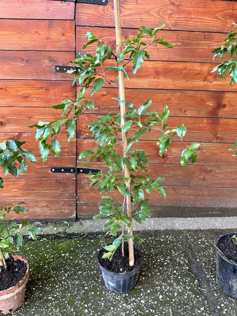 Piante giuggiole grosse - Foto 2