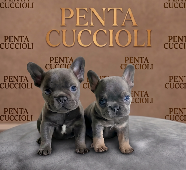 BULLDOG FRANCESE - BOULEDOGUE CUCCIOLI pag agevolato