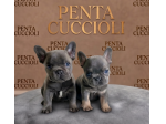 BULLDOG FRANCESE - BOULEDOGUE CUCCIOLI pag agevolato