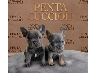 BULLDOG FRANCESE - BOULEDOGUE CUCCIOLI pag agevolato