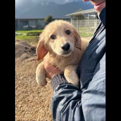 RUPERT ADORABILE CUCCIOLO IN ADOZIONE - Foto 5