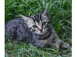 Lince gattino