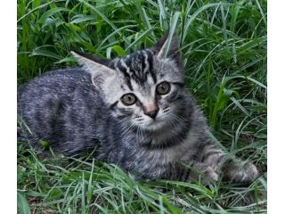 Lince gattino