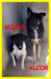 SPLENDIDE CAGNOLINE SOLE IN CANILE CERCANO CASA - Foto 3