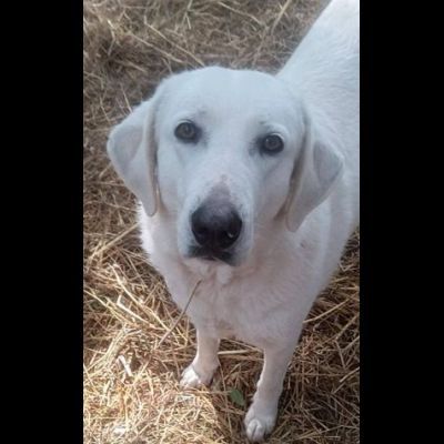 GINEVRA BELLEZZA STREPITOSA CAGNOLINA IN ADOZIONE