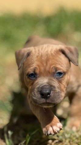 Amstaff cuccioli Blu Fawn