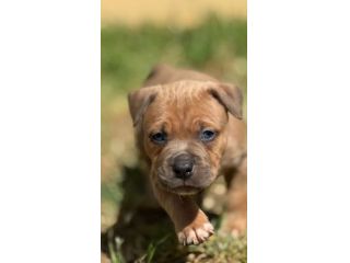 Amstaff cuccioli Blu Fawn