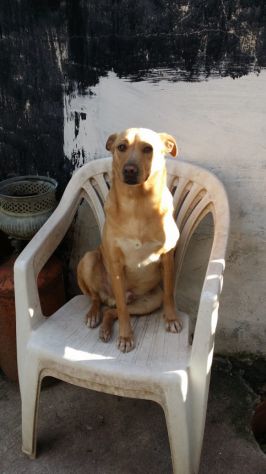 MINO, socievole cagnolino amico dei bambini - Foto 5