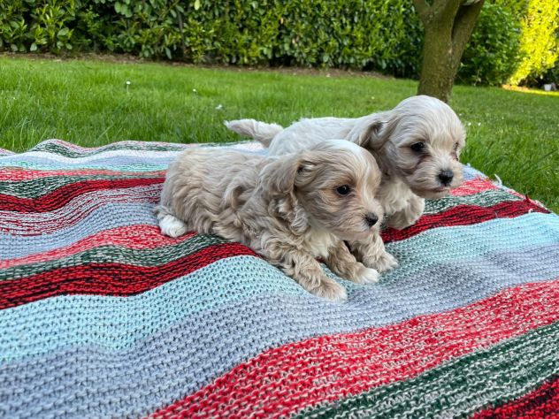 MALTIPOO - Foto 6