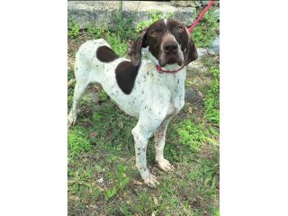 Goya 3 anni bracco