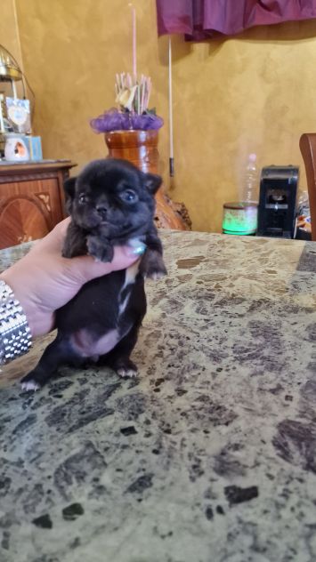 chihuahua toy - Foto 10