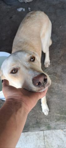 Rudy cucciolone simil labrador - Foto 2