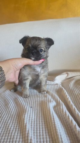 Chihuahua