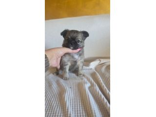 Chihuahua