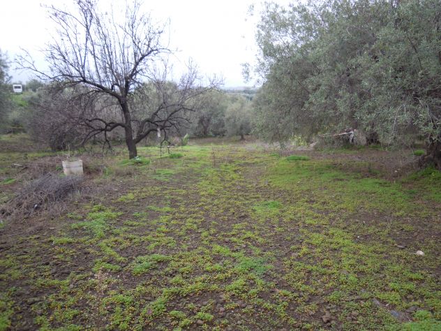 CODICE 6806 TERRENO AGRICOLO 8.600 MQ A BELPASSO POSS. ACQUA E LUCE - Foto 7
