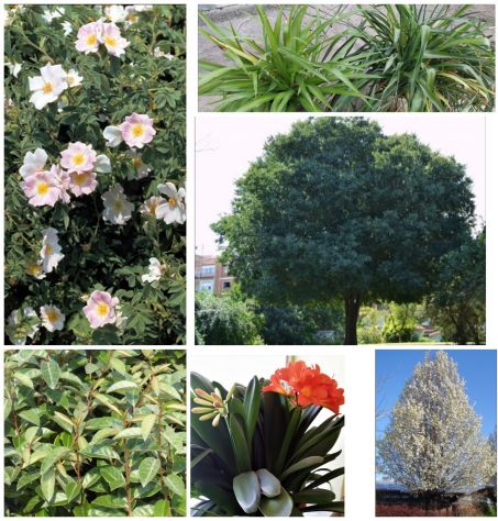Piante per vaso o giardino,vasi,fioriere,ecc... - Foto 4