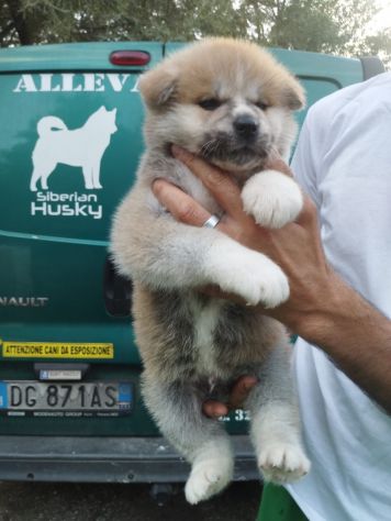 Cuccioli di Akita Inu con pedigree