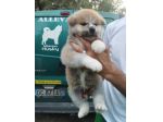 Cuccioli di Akita Inu con pedigree